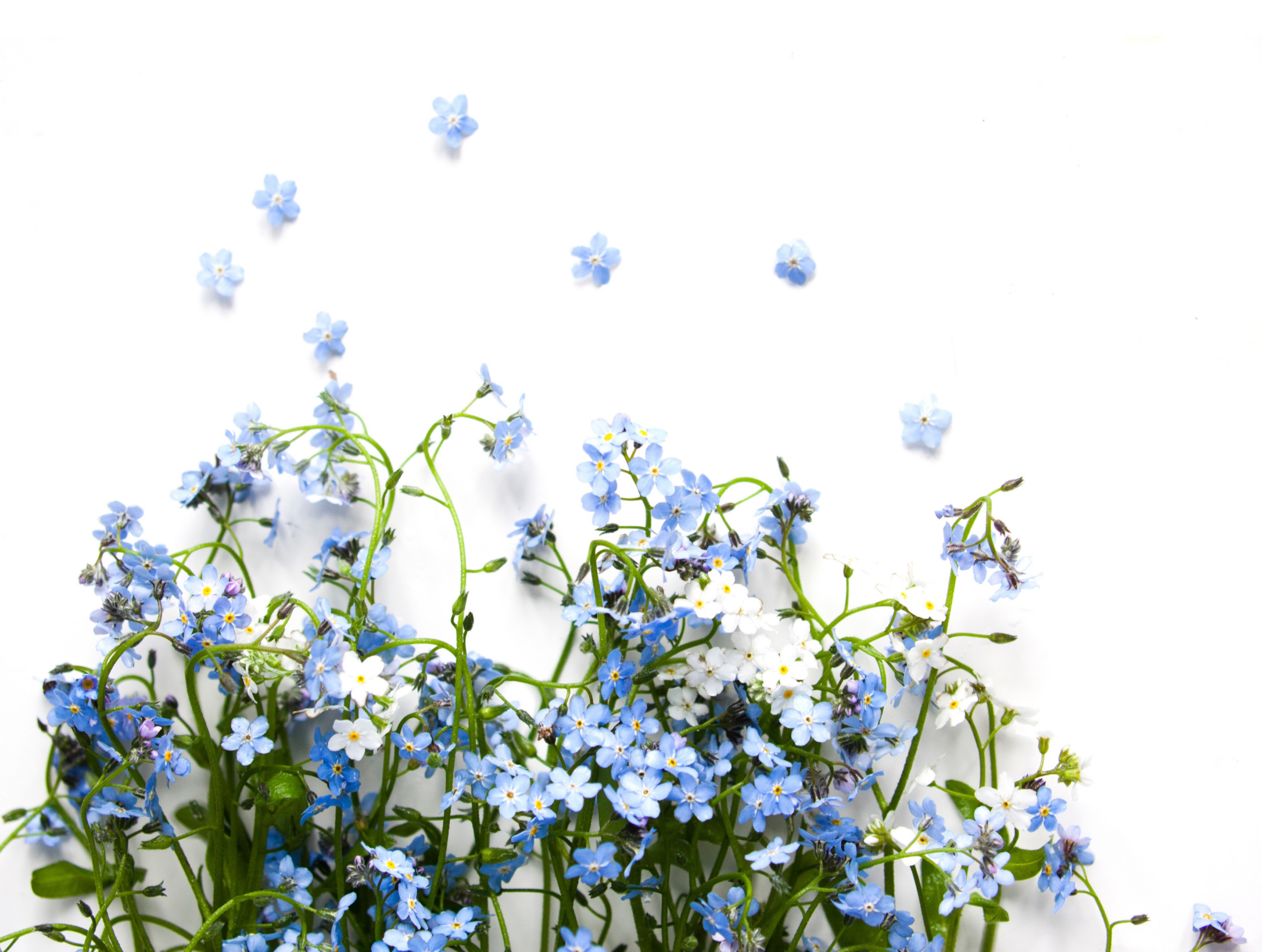 forget-me-not-8015210