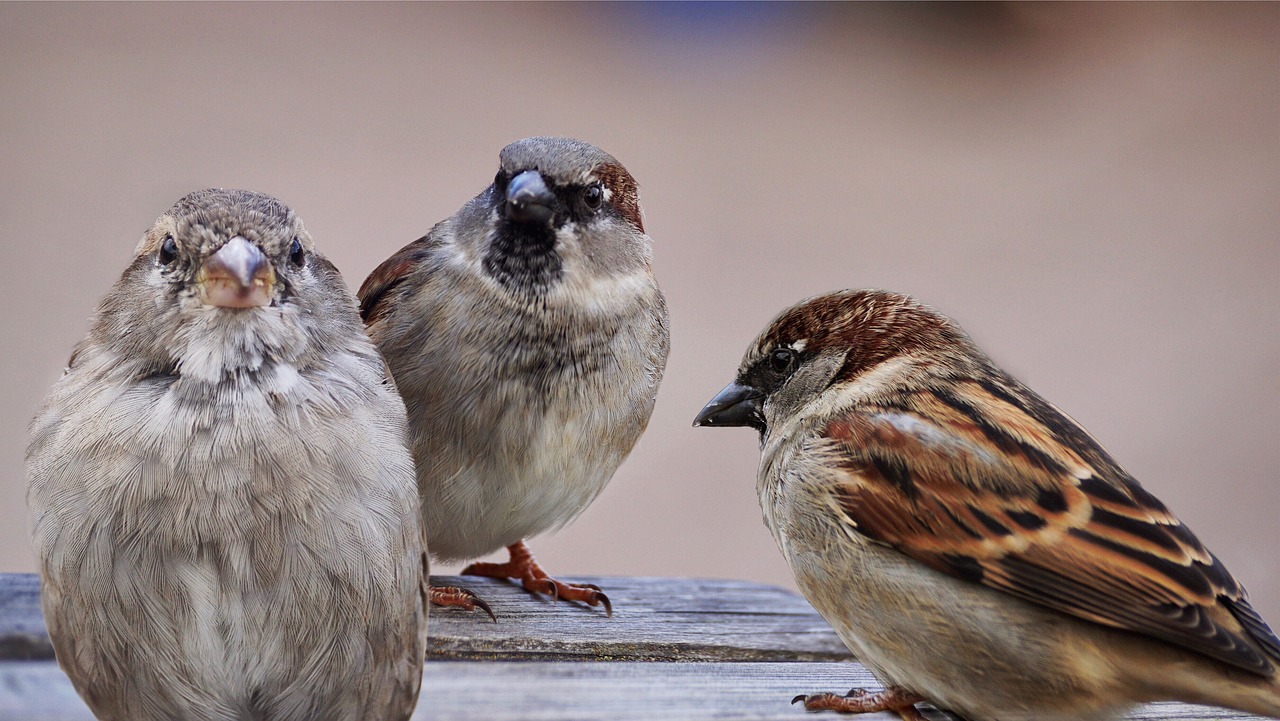 sparrows-2763083_1280