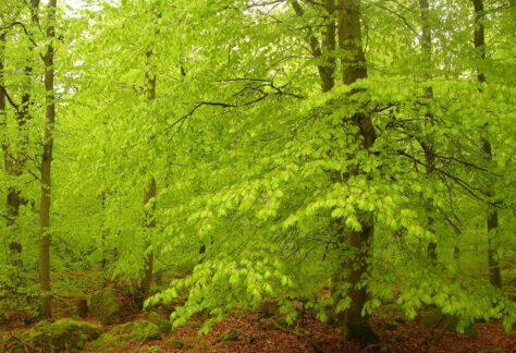 beech-forest-1625669_1920